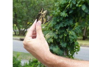 The giant swallowtail butterfly has only seen near Ottawa in the past year or two, probably because of recent milder winters. Scientists aren’t sure, however, how the insect would have fared over this year’s brutal winter.
