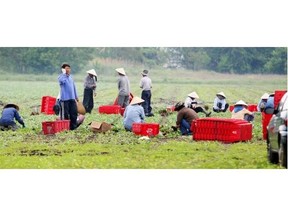 A group of farm workers pick and pack radishes from a field beside Ojibway Parkway in West Windsor Wednesday May 27, 2009.  NICK BRANCACCIO / The Windsor Star