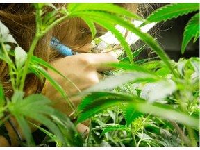 However, with Health Canada approving about a dozen licensed commercial marijuana producers so far, and with more likely to come, a spotlight is being placed on new corporate-funded research in Canada.