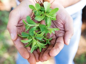 Stevia has been used as an alternative to sugar for hundreds of years. Now the calorie-free extract is cropping up in everything from yogurt to pop.