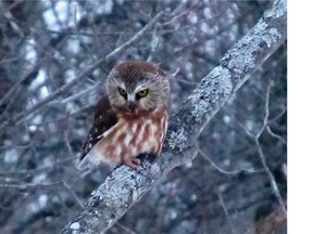 Bob McLeod
 Migrating Northern Saw-whet Owls have been reported numerous times since late February. This individual was hunting at dusk in a Carp backyard.