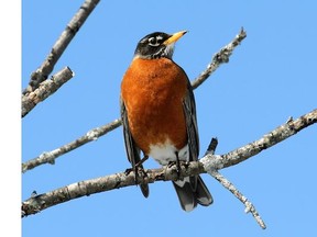 American Robin along the Mississippi River at Carleton Place, April 6/14.