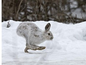 Rabbit on the move!