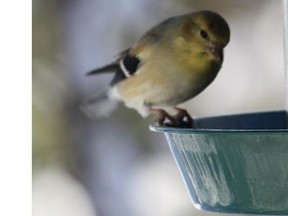 Goldfinch who overwintered near Perth.