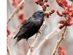 European Starling feeding in a Sumac Tree at Brewer Park in Ottawa South Apr. 20/14.