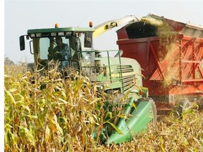 A North Gower farmer harvests corn destined for cattle feed. Getting maximum corn yield is highly dependent on planting the right seed for the number of ‘heat units’ in a given area.