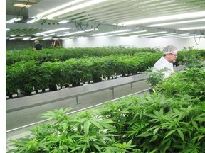 Tweed Marijuana workers tend to plants at the company’s Smiths Falls facility.
