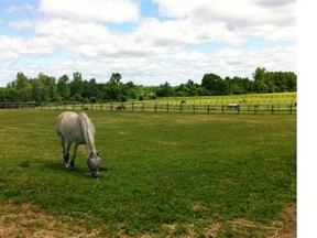 Wesley Clover Parks opens next month on the 270-acre site of the former Nepean equestrian complex.