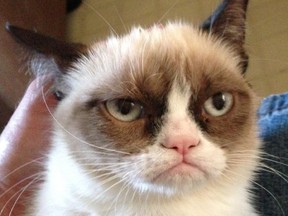 Grumpy Cat is one of many feline Internet stars.