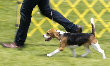 Selena the beagle goes for a run while being during one of the shows at the Ottawa Kennel Club dog show held in Richmond, Ontario, May 25, 2014.