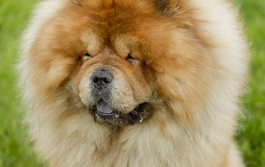 Chase the chow chow is seen at the Ottawa Kennel Club dog show held in Richmond, Ontario, May 25, 2014.