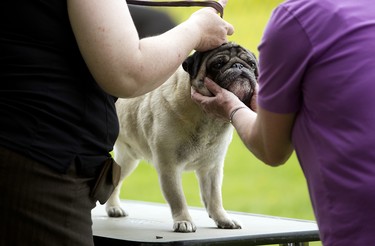 Oscar the pug gets evaluated by a judge during one of the shows at the Ottawa Kennel Club dog show held in Richmond, Ontario, May 25, 2014.