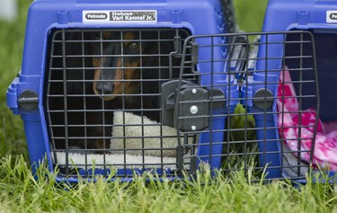 A dachshund is seen in its kennel before taking part in dog show at the Ottawa Kennel Club dog show held in Richmond, Ontario, May 25, 2014.