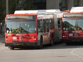 OC Transpo buses.