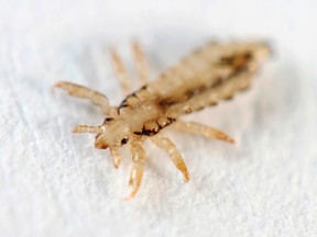 A high number of super lice today are resistant to insecticidal treatments.