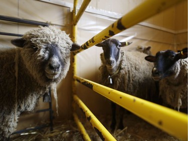 A group of sheep are seen waiting to be sheared at the Sheep Shearing Festival at the Canada Agriculture and Food Museum in Ottawa, May 17, 2014.