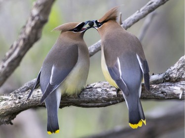 Cedar Waxwing   Location: Ottawa (Britannia Conservation Area/Mud Lake)