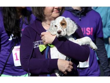 English Setter, Charlie is helped along the run at the Shoppers Drug Mart Run for Women on Sunday, May 11, 2014 near the Aviation Museum. The 5K. 10K, and 1k for children helps raise money for Women's Mental Health programs in race cities, such as Royal Ottawa.