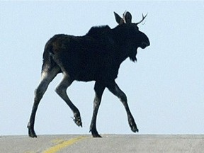 FILE - In this 2004 file photo a young bull moose crosses the road in Otter Tail County, Minnesota. Minnesota announced Wednesday, Feb. 5, 2013 that it has canceled the state's 2013 and future moose hunting seasons citing a precipitous decline in the moose population.