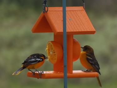 Baltimore Oriole                   Location: Sheridan Rapids, Lanark County                  There have been many reports of Baltimore Orioles in eastern Ontario during the past 2 weeks. A pair of Baltimore Orioles enjoy feeding at a Orange feeder.