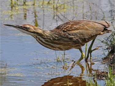 American Bittern                          Location: Cornwall area                An American Bittern slowly walking along the edge of a wetland in search of food.