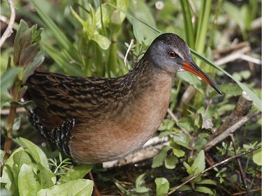 Virginia Rail                      Location: Chaffeys Lock                        The Virginia Rail is found throughout our area in wetlands and is often heard before being observed as it darts through the vegetation.