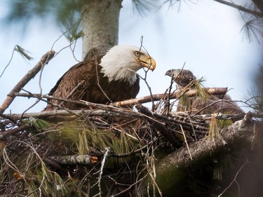 Bald Eagle nest/young             Location: eastern Ontario                         The Bald Eagle continues to expand its breeding range in eastern Ontario and the Outaouais region. An early nester, eagles can start laying eggs in late March in our area.