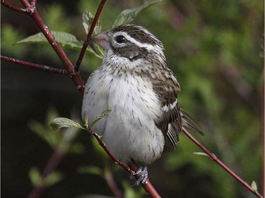 Rose-breasted Grosbeak              Location: Chaffeys Lock