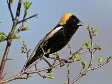 Bobolink Location: Alfred Watch for Bobolinks in grasslands and hayfields. Listen for the bubbling musical song as they fly over head. Due to habitat loss this species has declined over the past decade in our area.