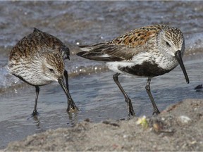 The Dunlin is a common spring migrant throughout Eastern Ontario and the Outaouais region. It is easy to recognize by its black belly patch.