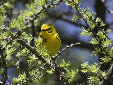 In eastern Ontario the Prairie Warbler is  a rare migrant and local breeder occurring in small numbers west of Ottawa along Highway 7 near Kaladar.
