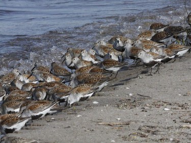 Strong winds out of the north grounded  thousands of Dunlin along the Lake Ontario shore as they were migrating north to the arctic. At Presqu'ile Provincial Park a few 1000 could be found feeding in tight flocks along the shore line.