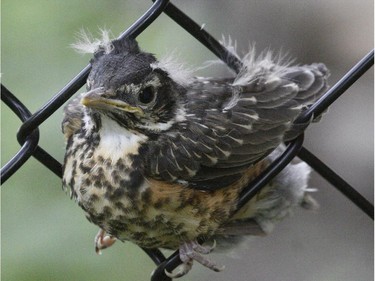 With the local breeding season in full swing the first brood of American Robins are now leaving the nest.