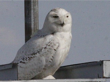 Very late lingering Snowy Owls continue to be reported in our area. One was present for a few days near Fitzroy Harbour, one near Cobden on May 20 and another was observed on May 23 along Highway 7 near Carleton Place.