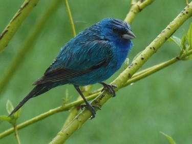 A male Indigo Bunting waits out a heavy downpour near Sheridan Rapids in Lanark County