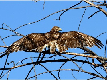 A Red-tailed Hawk at Fletcher Wildlife Garden spreads its wings while being dive bomb by a Red-winged Blackbird.