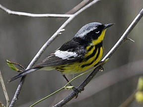 Magnolia Warbler
Location: Point Pelee National Park