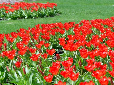 Reader-submitted photo of tulips.