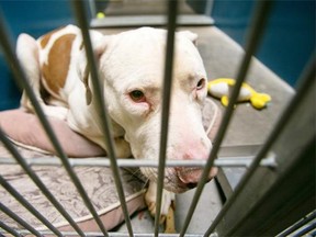 In Hamilton, more than 370 pit bulls have been seized and euthanized since 2005. Across the province, it’s estimated that more than 1,000 pit bulls have been put down. Many more have been sent out of the province for adoption.