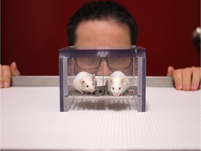 It turns out the best-laid research plans involving mice and men have a bit of a wrinkle -- the lab rodents appear to react differently to male scientists during experiments than they do to females.
