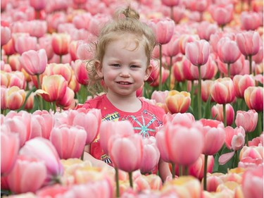 Jillian Greule, 2 1/2 yrs old, gets lost in a bed of tulips as the Tulip Festival continues at Commissioners Park at Dow's Lake. Photo taken on May 15, 2014.