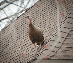 Leah Eustace says she´s seen two turkeys since the weekend on Wellington West, which she´s never experienced in the neighbourhood before. (Photo: Leah Eustace)