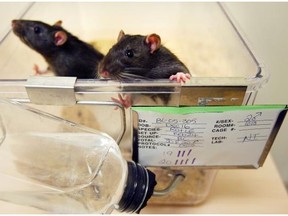 Lab mice and rats get stressed by men in the lab, but not by women.