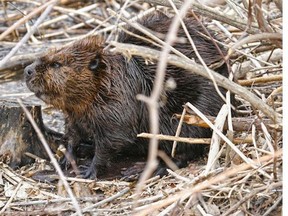 This beaver has been busy at Deschenes Rapids, says reader Mary Hindle.