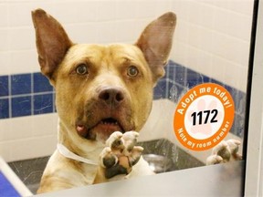 Numerous studies in Canada and the U.S. have tried to determine which breed of dog is most dangerous. This pit bull-type dog was photographed in a Ohio animal shelter