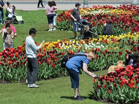 One last time for pictures with the tulips as the Canadian Tulip Festival is competed on a beautiful Victoria Day,  May 19, 2014.