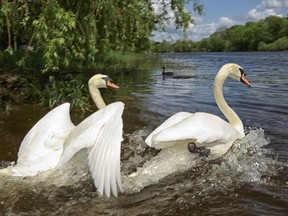 Ottawa's Royal Swans began their summer of freedom Friday. The 12 swans will ply the Rideau River until late October when they'll return to their winter quarters.