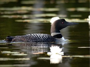 Few birds symbolize the Canadian summer more than the elegant loon.