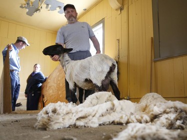 Professional sheep shearer, Ross Creighton gives Betty the sheep a haircut during the Sheep Shearing Festival at the Canada Agriculture and Food Museum in Ottawa, May 17, 2014.