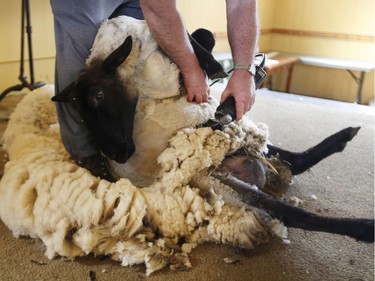 Professional sheep shearer, Ross Creighton gives Betty the sheep a haircut during the Sheep Shearing Festival at the Canada Agriculture and Food Museum in Ottawa, May 17, 2014.